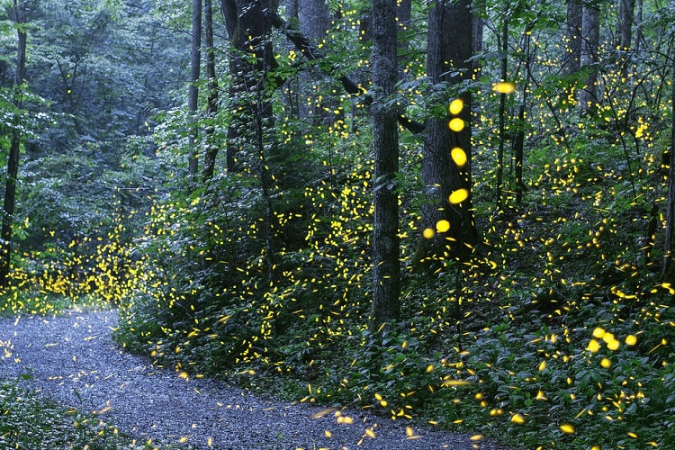 The Remarkable Contribution of Fireflies to LED Light Technology