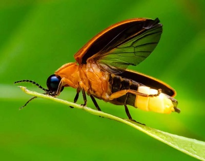 The Remarkable Contribution of Fireflies to LED Light Technology